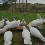 social network cockatoos